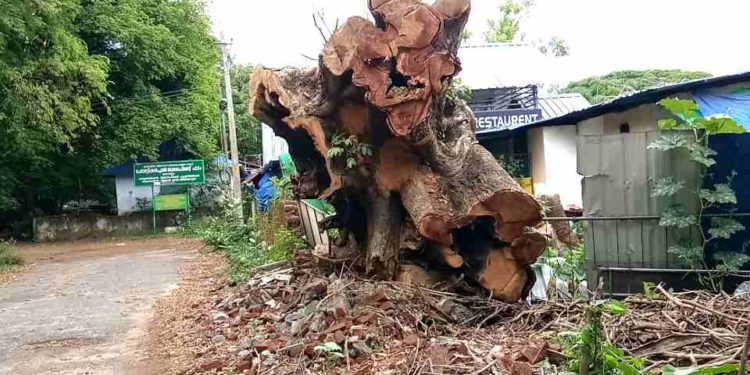 മരമുത്തശ്ശിയുടെ മൃതാവശിഷ്ടം അനാഥമായി കിടക്കുന്നു.–  ജോസ് ചാലയ്ക്കൽ