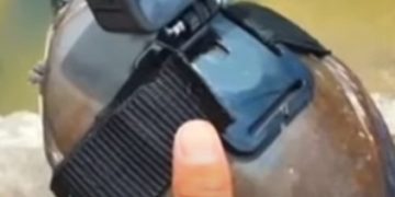 ആമയുടെ പുറത്ത് കാമറ വെച്ച് ക്രൂരവിനോദം :മന്ത്രിക്ക് പരാതി