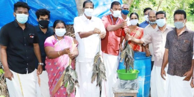 മത്സ്യകൃഷി വിളവെടുപ്പ് മലമ്പുഴ MLA  എ.പ്രഭാകരൻ ഉദ്ഘാടനം ചെയ്തു