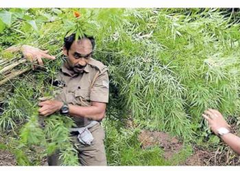 അഗളി വനത്തിൽ 120 കഞ്ചാവ് ചെടികൾ എക്സൈസ് നശിപ്പിച്ചു