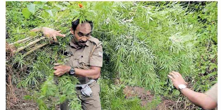 അഗളി വനത്തിൽ 120 കഞ്ചാവ് ചെടികൾ എക്സൈസ് നശിപ്പിച്ചു