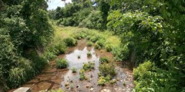 കനാലിലെ കുറ്റിക്കാടും തടയണയും വെള്ളത്തിൻ്റെ ഒഴുക്കിന് തടസ്സമാവുന്നു.