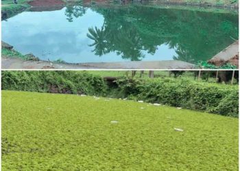 പട്ടിത്തറ പഞ്ചായത്തിലെ അങ്ങാടികുളം വൃത്തിയാക്കി