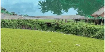 പട്ടിത്തറ പഞ്ചായത്തിലെ അങ്ങാടികുളം വൃത്തിയാക്കി