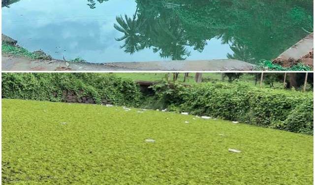 പട്ടിത്തറ പഞ്ചായത്തിലെ അങ്ങാടികുളം വൃത്തിയാക്കി