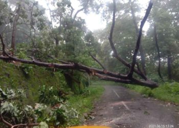 പോത്തുണ്ടിയിൽ മരം വീണു നെല്ലിയാമ്പതിയിലേക്കുള്ള ഗതാഗതം സ്തംഭിച്ചു
