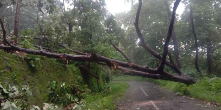പോത്തുണ്ടിയിൽ മരം വീണു നെല്ലിയാമ്പതിയിലേക്കുള്ള ഗതാഗതം സ്തംഭിച്ചു