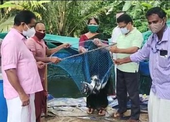 മത്സൃ കൃഷി വിളവെടുപ്പു നടത്തി.