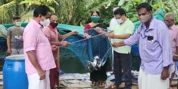 മത്സൃ കൃഷി വിളവെടുപ്പു നടത്തി.