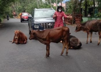 യാത്രക്കാർ ഇനി കന്നുകാലിയെയും തെളിക്കണം
