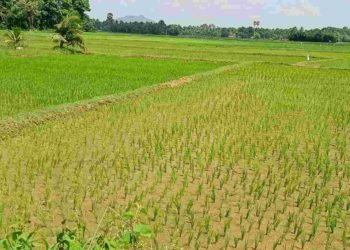 തോരാത്ത കണ്ണീരോടെ നെൽകൃഷി കർഷകർ.
