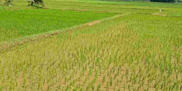 തോരാത്ത കണ്ണീരോടെ നെൽകൃഷി കർഷകർ.