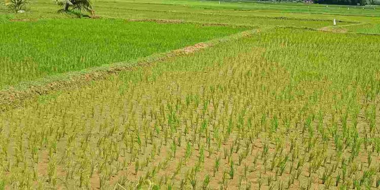 തോരാത്ത കണ്ണീരോടെ നെൽകൃഷി കർഷകർ.