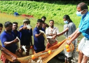 എരിമയൂരിൽ  മത്സൃ കൃഷി വിളവെടുപ്പ്