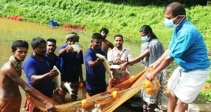 എരിമയൂരിൽ  മത്സൃ കൃഷി വിളവെടുപ്പ്