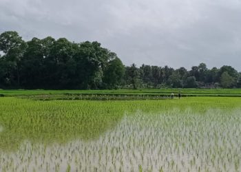 നടീൽ ജോലിക്ക് ബംഗാളികളും