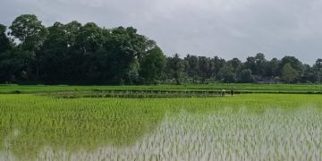 നടീൽ ജോലിക്ക് ബംഗാളികളും