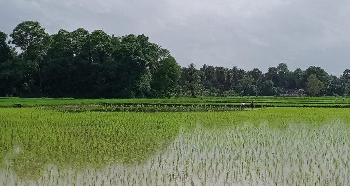 നടീൽ ജോലിക്ക് ബംഗാളികളും