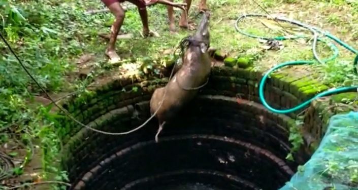 കിണറ്റിൽ വീണ കാട്ടുപന്നിയെ രക്ഷപ്പെട്ടുത്തി.