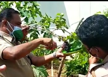 ജില്ല ജയിലിലെ   മുന്തിരി വിളവെടുപ്പ് നടത്തി.