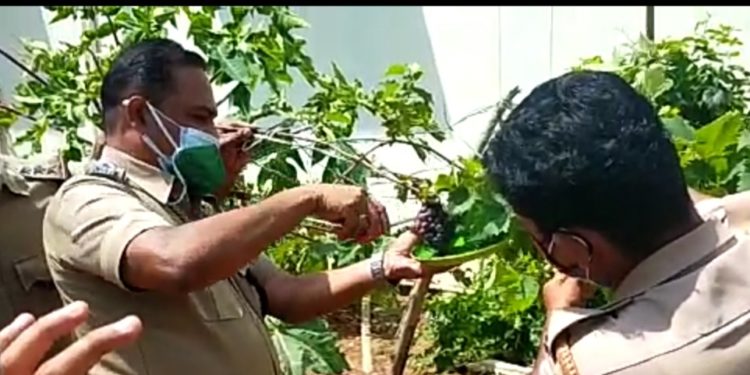 ജില്ല ജയിലിലെ   മുന്തിരി വിളവെടുപ്പ് നടത്തി.