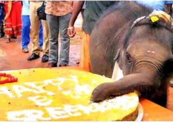 ആന ക്യാമ്പിലെ കുട്ടിയാനകൾക്ക് പ്രതിരോധ മരുന്നുകൾ നൽകണം.