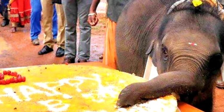 ആന ക്യാമ്പിലെ കുട്ടിയാനകൾക്ക് പ്രതിരോധ മരുന്നുകൾ നൽകണം.