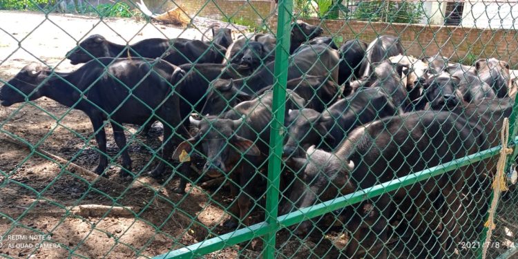 നഗരസഭക്ക് ആശ്വാസം; പോത്തുകുട്ടികളെ സംഘടനയ്ക്ക് കൈമാറും