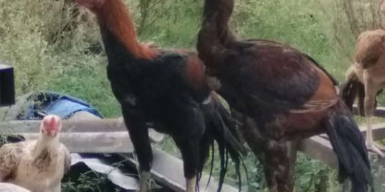 കോഴിപ്പോര്: 4 പേർ അറസ്റ്റിൽ