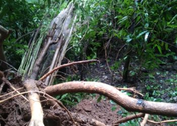 പല്ലാവൂർ: മരം കടപുഴകിവീണു വൈദ്യുത പോസ്റ്റുകൾ തകർന്നു.