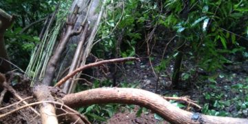 പല്ലാവൂർ: മരം കടപുഴകിവീണു വൈദ്യുത പോസ്റ്റുകൾ തകർന്നു.