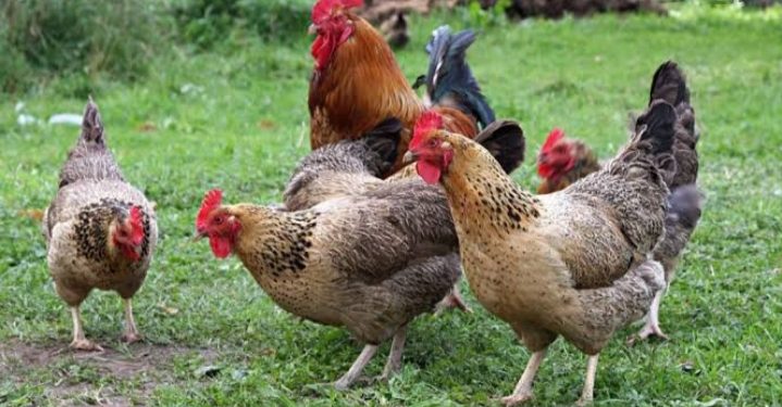 കുഞ്ഞുവും,പാത്തുവും കുറെ കോഴികളും. (ചെറുകഥ.)