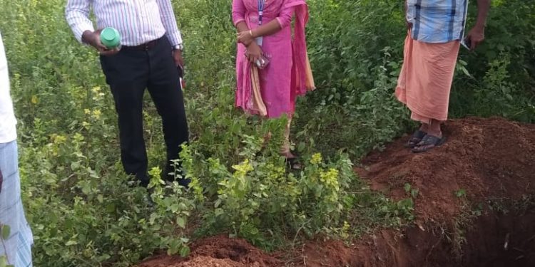 മുതലമടയിൽ മാവിന് ഉപയോഗിക്കുന്ന ഹോർമോൺ മരുന്ന് അകത്തു ചെന്ന് ഗർഭിണി പശു ചത്തു.