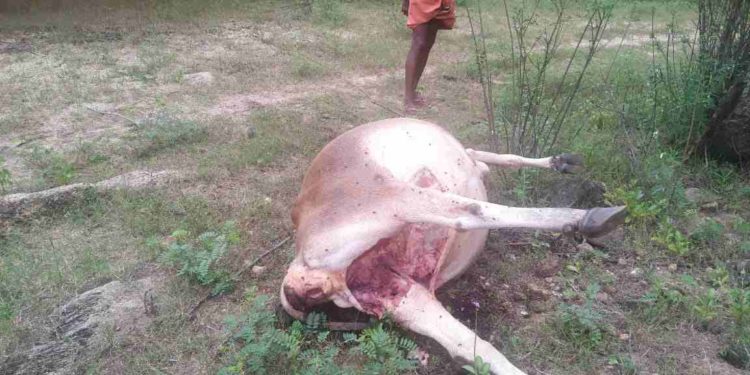 മലമ്പുഴയിൽ പുലി പശുവിനെ കൊന്നു തിന്നു