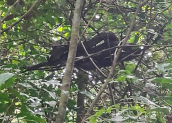ഭീതിപരത്തിക്കൊണ്ട് രാജവെമ്പാല