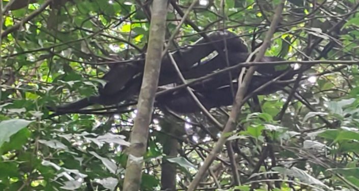 ഭീതിപരത്തിക്കൊണ്ട് രാജവെമ്പാല