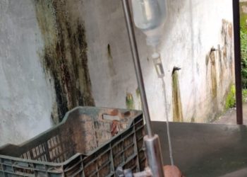 മനുഷ്യരോട് മാത്രമല്ല മൃഗങ്ങളോടും സ്നേഹം കാണിച്ച് മണ്ണാർക്കാട്ടെ സാമൂഹ്യ പ്രവർത്തകർ
