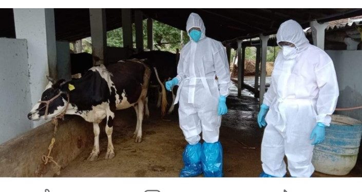 ആന്ത്രാക്സ്: പ്രതിരോധ കുത്തിവെപ്പ് ഊർജിതമാക്കി