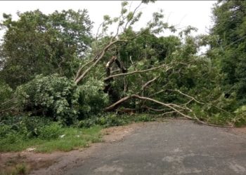 വൻമരം കടപുഴങ്ങി വീണു. ആളപായമില്ല.
