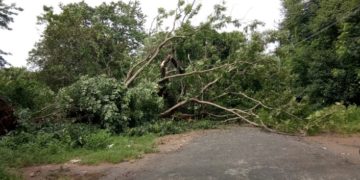 വൻമരം കടപുഴങ്ങി വീണു. ആളപായമില്ല.