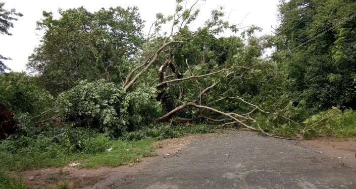 വൻമരം കടപുഴങ്ങി വീണു. ആളപായമില്ല.