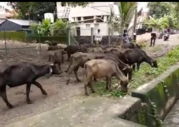 രണ്ടു പോത്തുകൾ കൂടി ചത്തു. നഗരസഭയും പോത്തും പരിസരവാസികളും പെട്ടു.