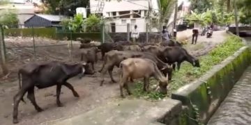 രണ്ടു പോത്തുകൾ കൂടി ചത്തു. നഗരസഭയും പോത്തും പരിസരവാസികളും പെട്ടു.