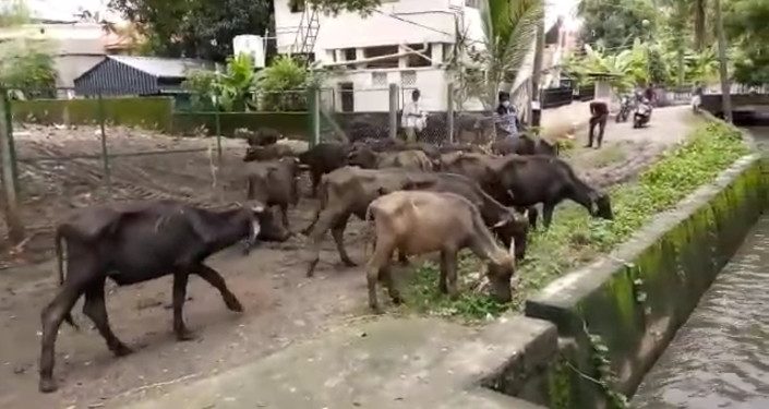 രണ്ടു പോത്തുകൾ കൂടി ചത്തു. നഗരസഭയും പോത്തും പരിസരവാസികളും പെട്ടു.