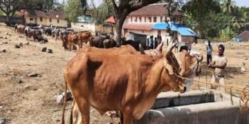 കുഴൽമന്ദം   കാലിച്ചന്ത നിയന്ത്രണം പാലിക്കാതെ  തുറന്നു : കേസ്