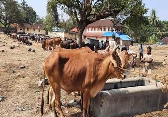 കുഴൽമന്ദം   കാലിച്ചന്ത നിയന്ത്രണം പാലിക്കാതെ  തുറന്നു : കേസ്