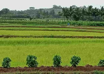 വിത്തനശ്ശേരിയിലെ VFPCK യിലെ വിപണനം സജീവം :  കർഷകർക്ക്  ആശ്വാസം