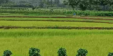 വിത്തനശ്ശേരിയിലെ VFPCK യിലെ വിപണനം സജീവം :  കർഷകർക്ക്  ആശ്വാസം