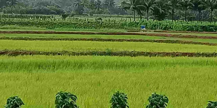 വിത്തനശ്ശേരിയിലെ VFPCK യിലെ വിപണനം സജീവം :  കർഷകർക്ക്  ആശ്വാസം