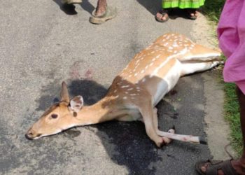 നായ്ക്കളുടെ ആക്രമണത്തിൽ പരിക്കേറ്റ പുള്ളിമാൻ ചത്തു